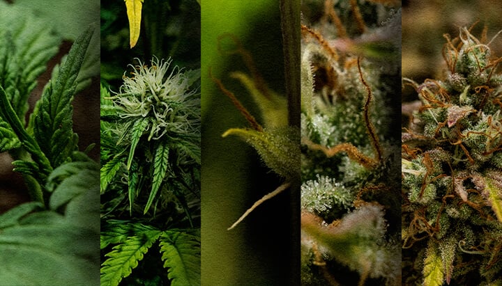 Autoflower Outdoor Grow: Week-by-Week Timeline (May Start) Outdoor autoflower growth timeline: See the week-by-week development of a cannabis autoflower planted in May, from seedling to harvest. Track its progress visually.