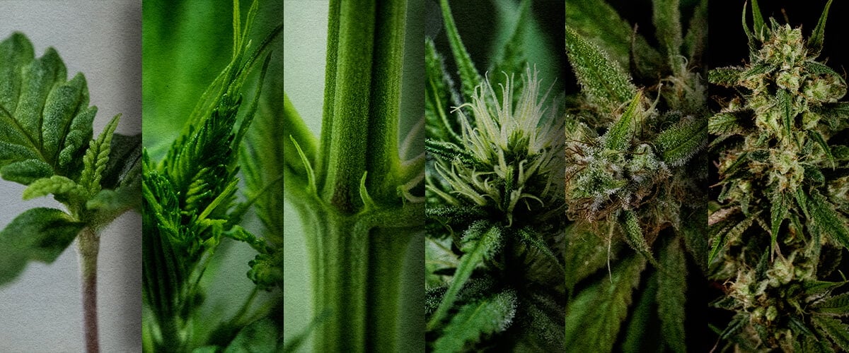 Photoperiod Outdoor Grow: Week-by-Week Timeline (May Start) Outdoor photoperiod growth timeline: See the week-by-week development of a cannabis photoperiod planted in May, from seedling to pre-flower. Track its progress visually.