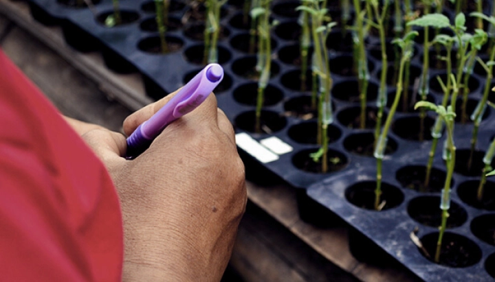 What Is Cannabis Grafting? Understanding the Process and Benefits Learn about cannabis grafting: what it is, its benefits for growers, and how this plant propagation technique works step-by-step. Explore cannabis grafting methods.