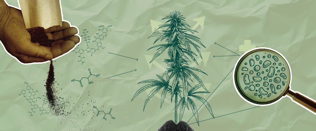 Biostimulants for Cannabis: Boost Growth & Yield Discover how biostimulants enhance cannabis growth, improve nutrient uptake, and increase yields. Learn about the benefits of using biostimulants in cannabis cultivation.