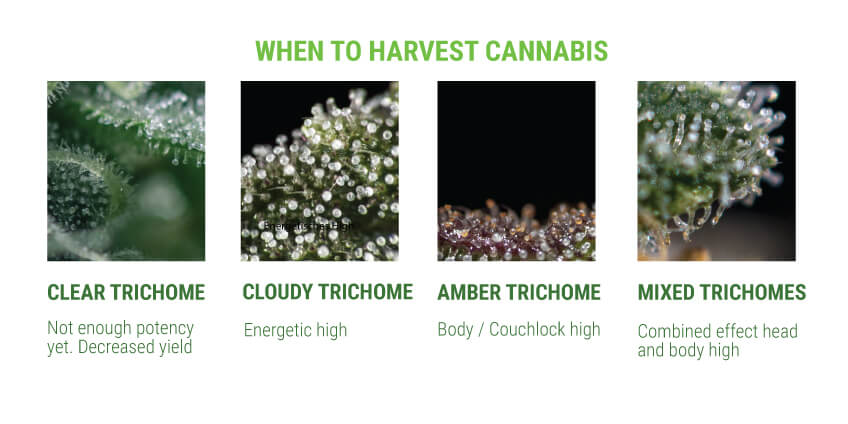 When to Harvest Cannabis by Trichomes Approach