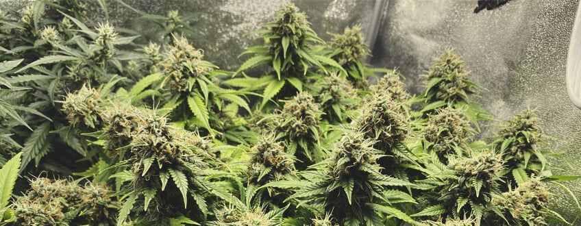 Your Guides on Growth Weed Plants in Autumn 4 Maximum Yield With Autoflower Cannabis - Royal Queen Seeds