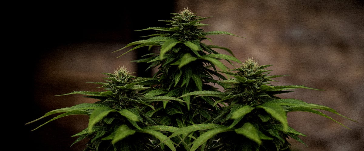 Why White Widow is one of the best strains for cloning