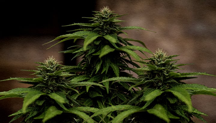 Why White Widow is one of the best strains for cloning