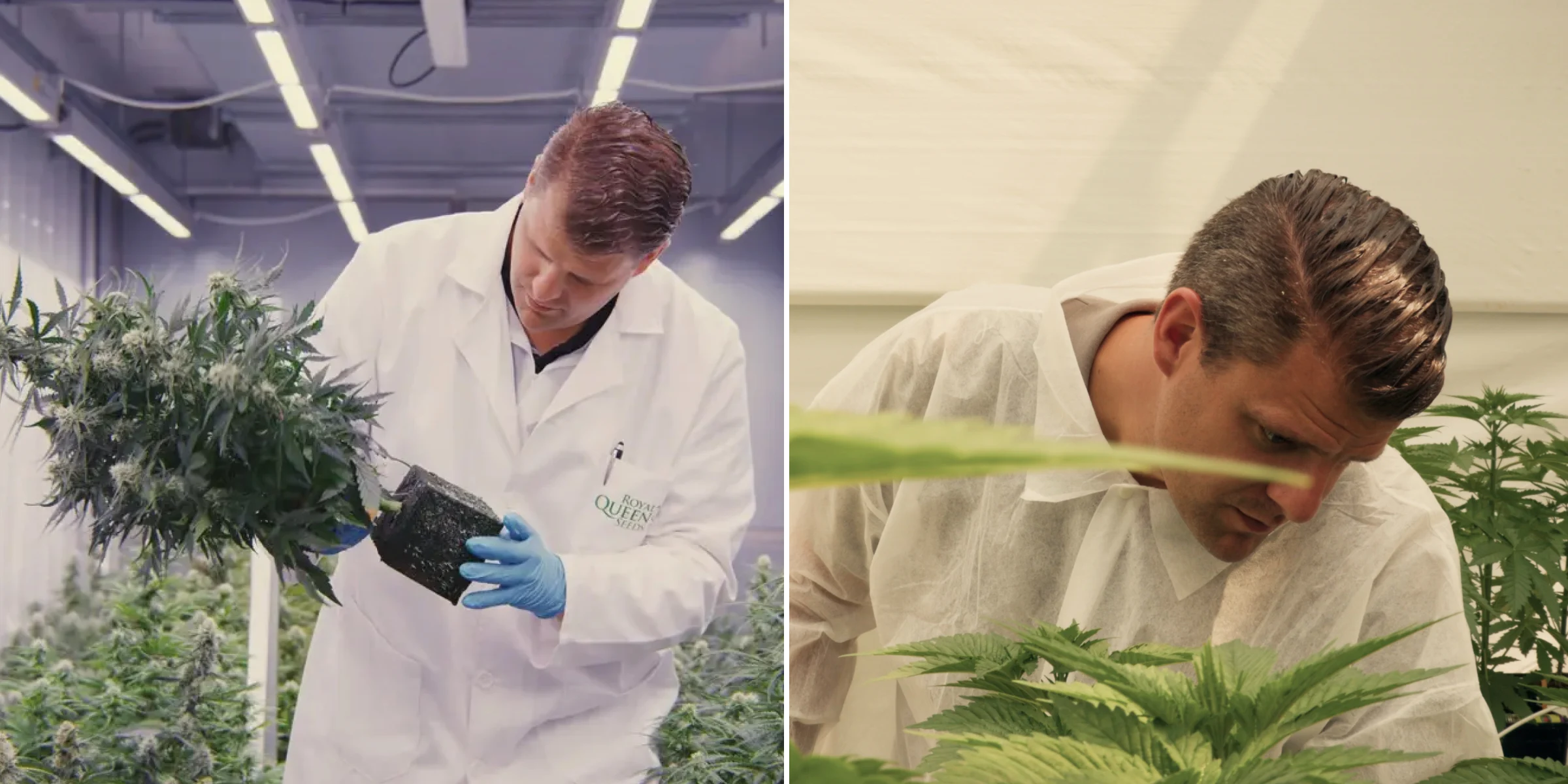 Maikel inspecting photoperiod F1 hybrid cannabis plants in a controlled research greenhouse, showing hands-on plant evaluation, mature flowers, healthy foliage, and breeding trial conditions.