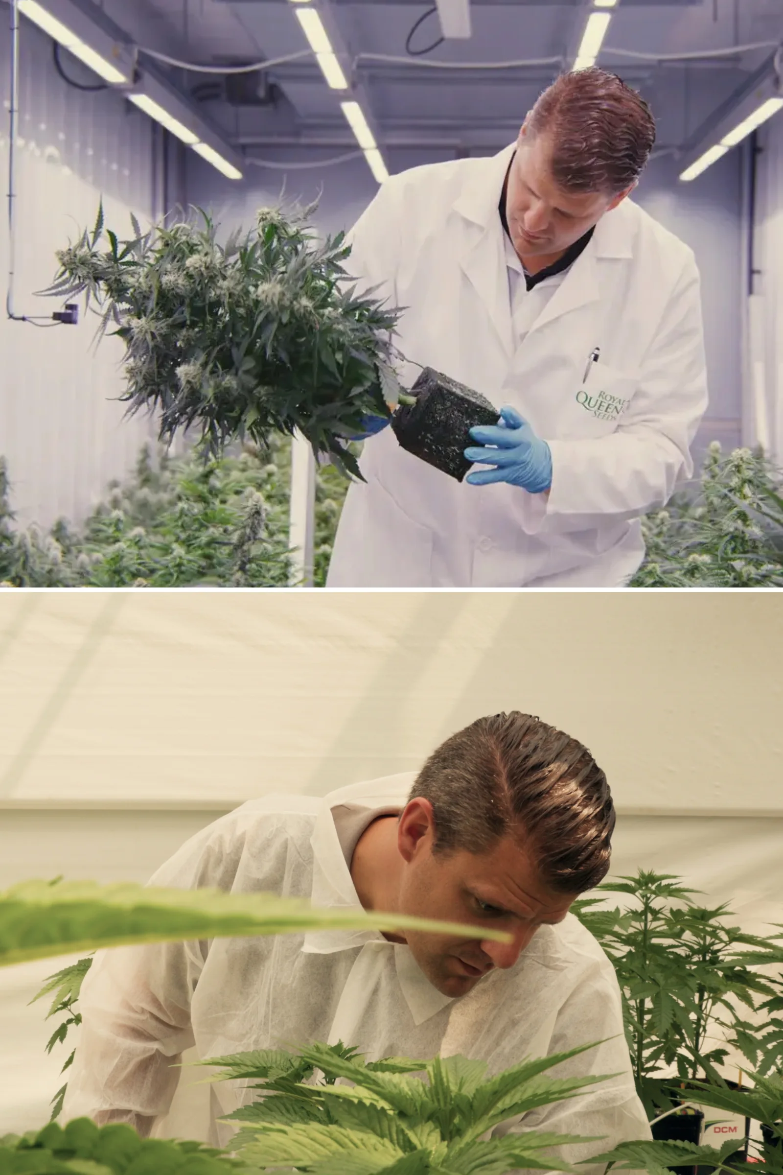 Maikel inspecting photoperiod F1 hybrid cannabis plants in a controlled research greenhouse, showing hands-on plant evaluation, mature flowers, healthy foliage, and breeding trial conditions.