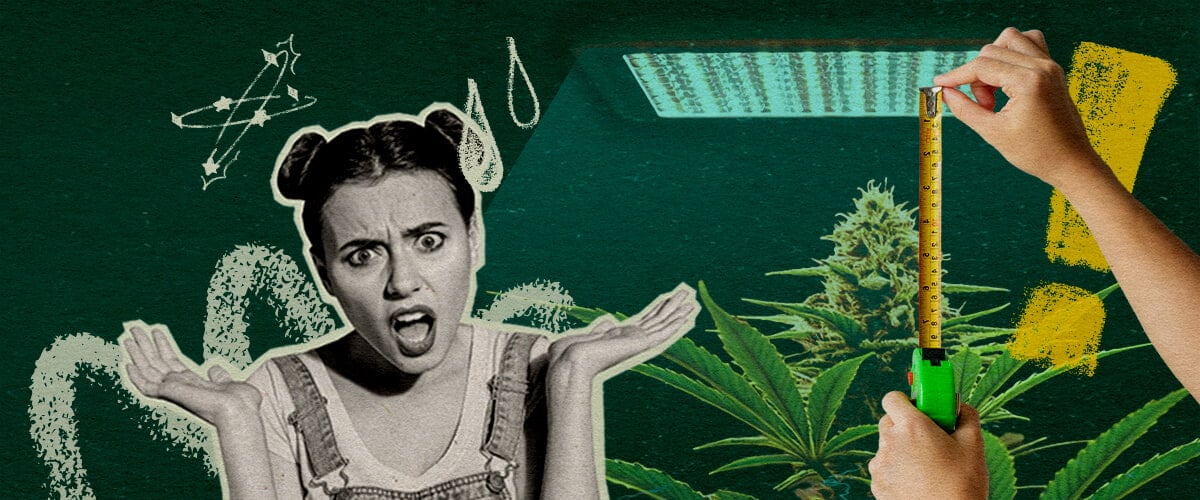 Why Grow Light Distance Matters: Light Setup Image Cannabis plant with grow light and measuring tape, highlighting the importance of light distance for plant health on a dark green background, ideal for cannabis growing tips.