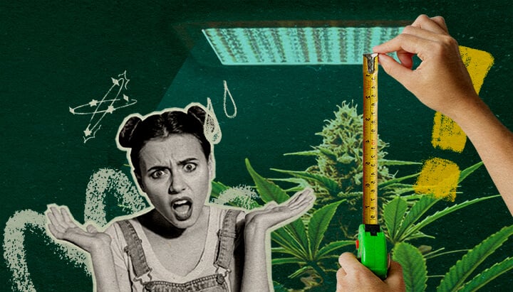 Why Grow Light Distance Matters: Light Setup Image Cannabis plant with grow light and measuring tape, highlighting the importance of light distance for plant health on a dark green background, ideal for cannabis growing tips.