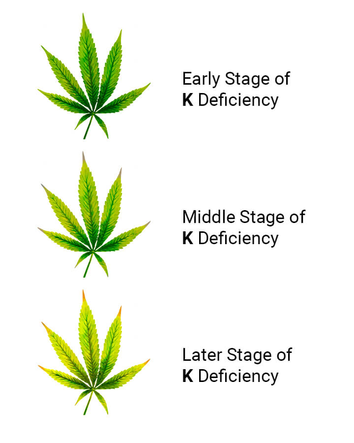 Trichomes