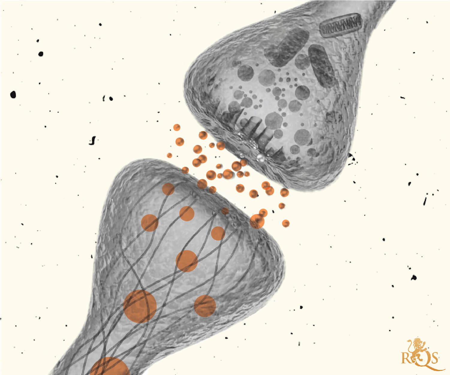 The endocannabinoid system