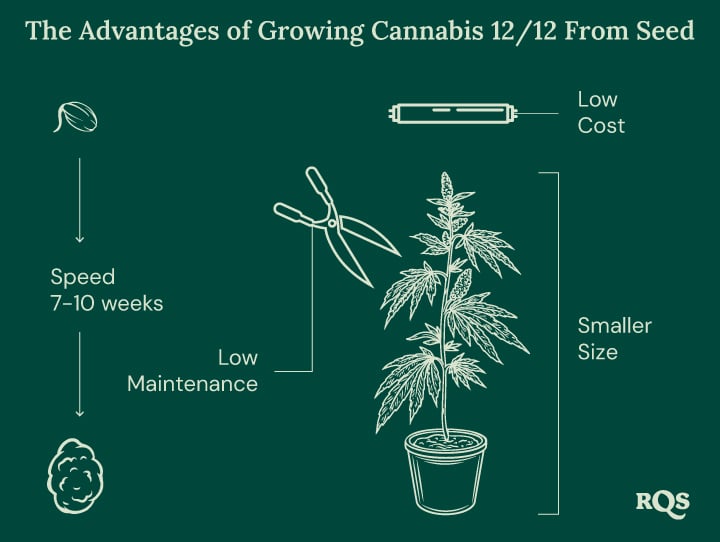 12-12 Cannabis Light Cycle advantages