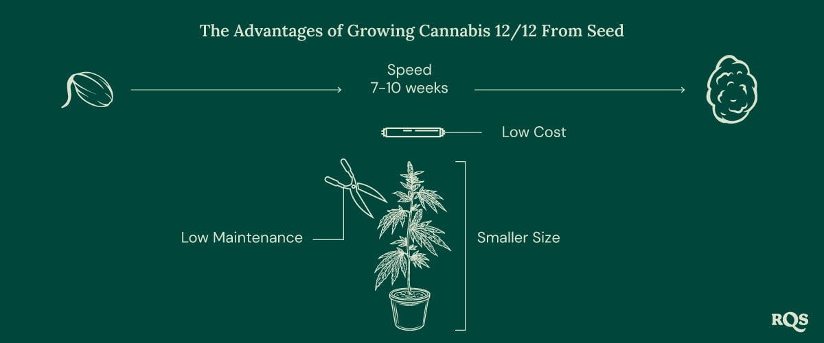 12-12 Cannabis Light Cycle advantages