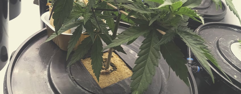 ADVANTAGES OF AEROPONICS FOR CANNABIS