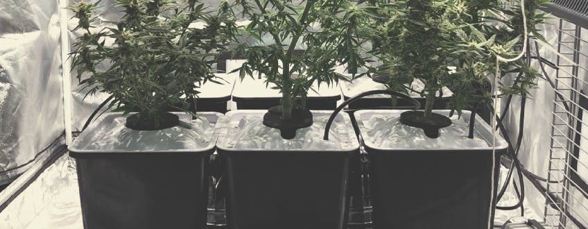 AEROPONICS AND CANNABIS: TIPS AND TRICKS