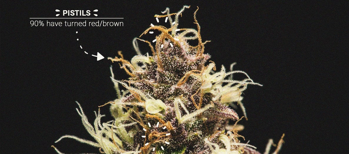 How to Grow Stronger Weed How to Grow Stronger Weed
