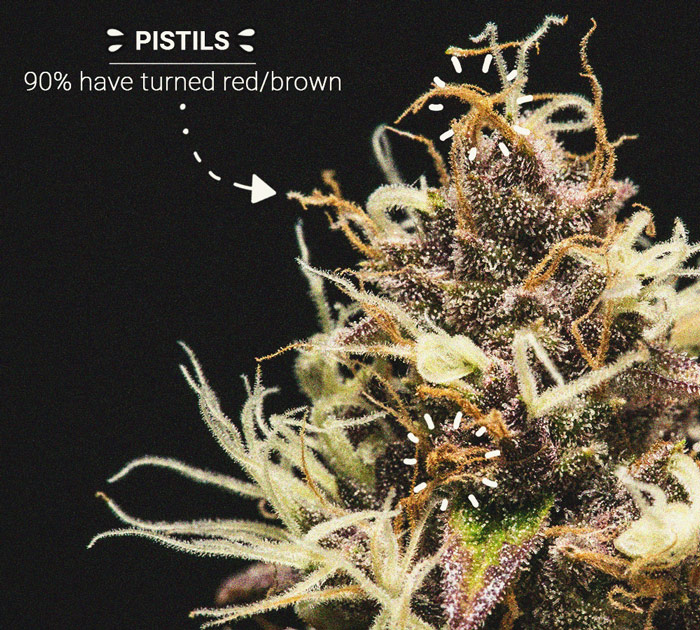 How to Grow Stronger Weed How to Grow Stronger Weed
