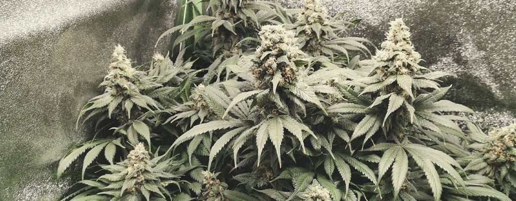 Amnesia Haze Amnesia Haze