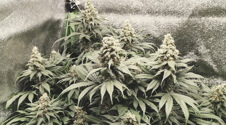 Amnesia Haze Amnesia Haze