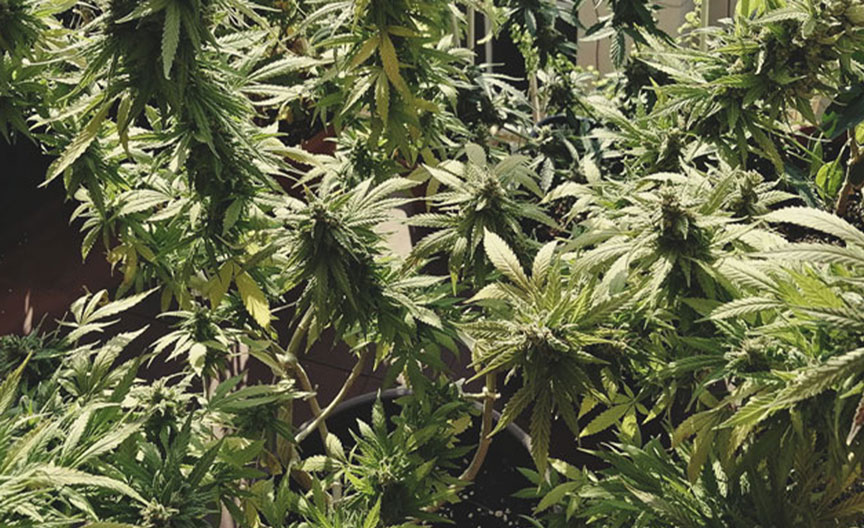 Top 10 Exotic Weed Strains RQS Blog