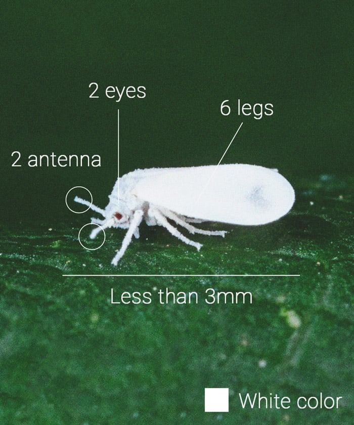 Cannabis And Whitefly: How To Control And Prevent Them 