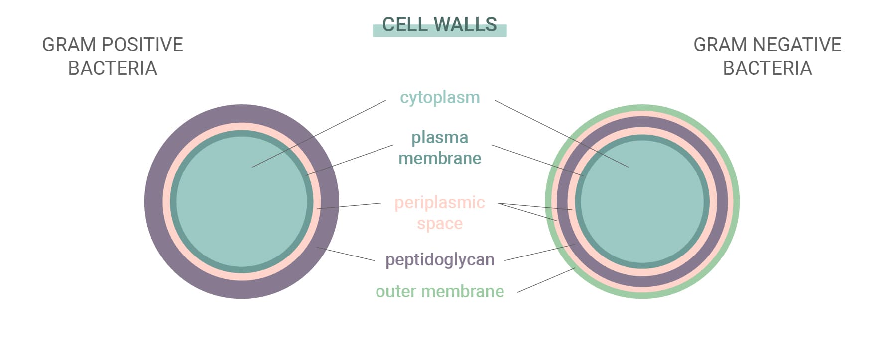 Gram-Positive vs Gram-Negative Bacteria