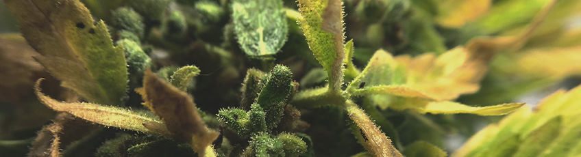 ENFERMEDADES DEL CANNABIS ENFERMEDADES DEL CANNABIS