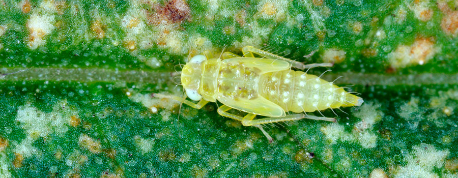 Aphids