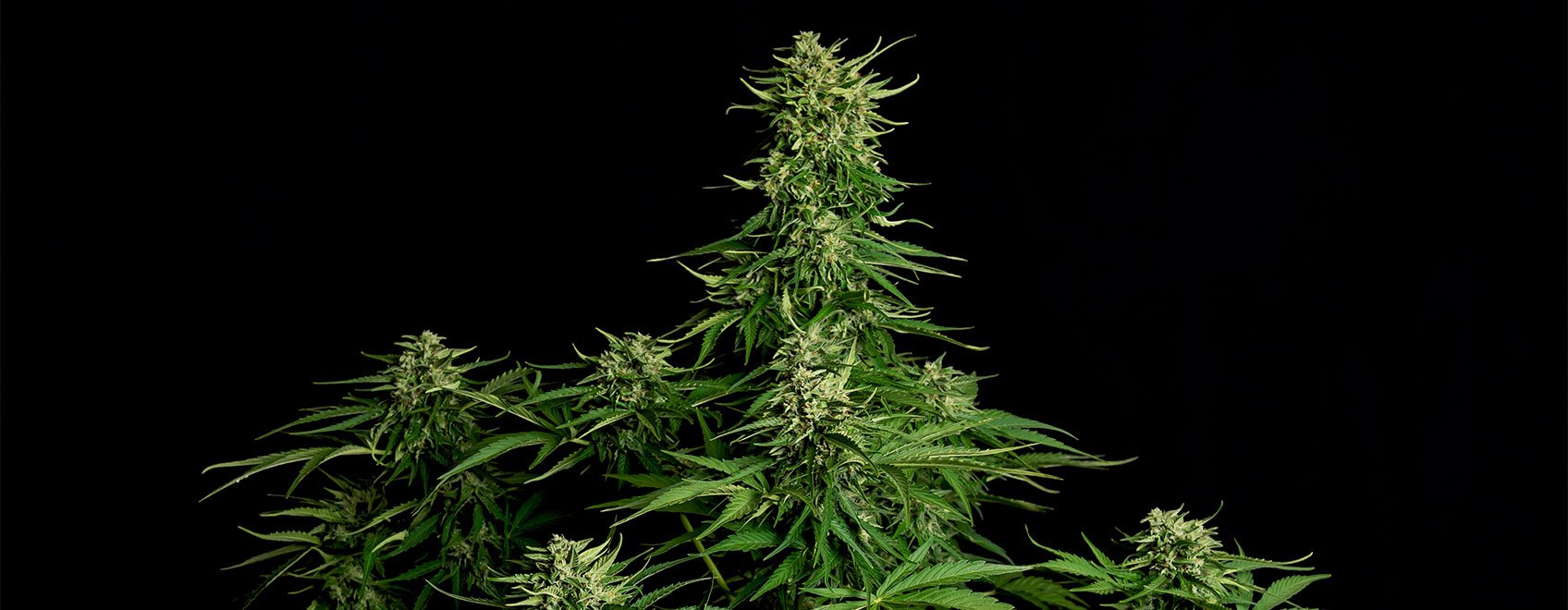 Apollo F1 Hybrid Cannabis Strain