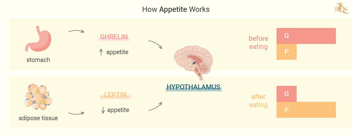 How Appetite Works How Appetite Works