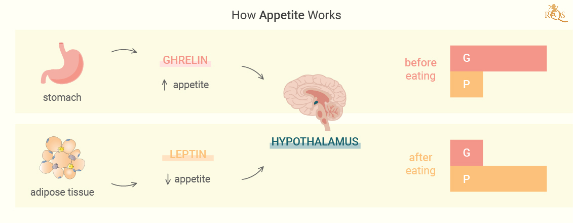 How Appetite Works