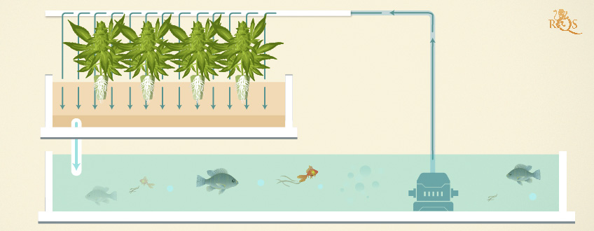 Aquaponic System