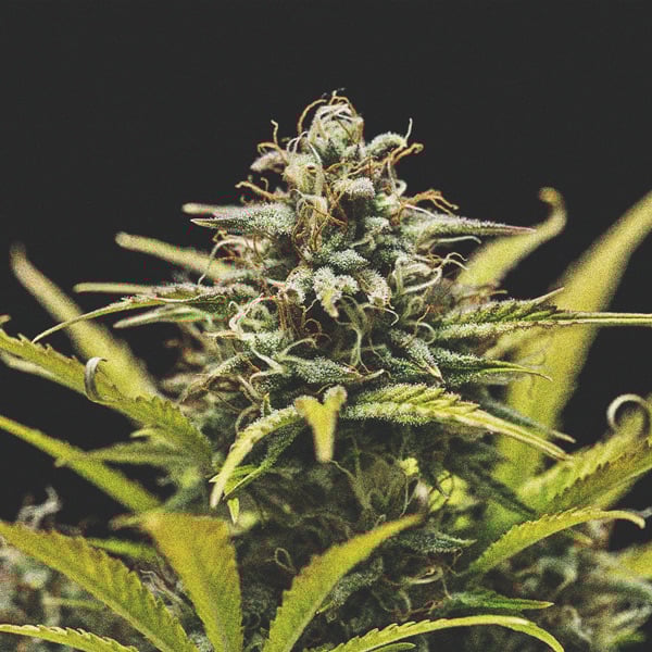How To Grow Great Weed On A Balcony Or Terrace How To Grow Great Weed On A Balcony Or Terrace