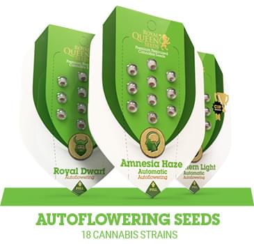 autoflowering cannabis seeds
