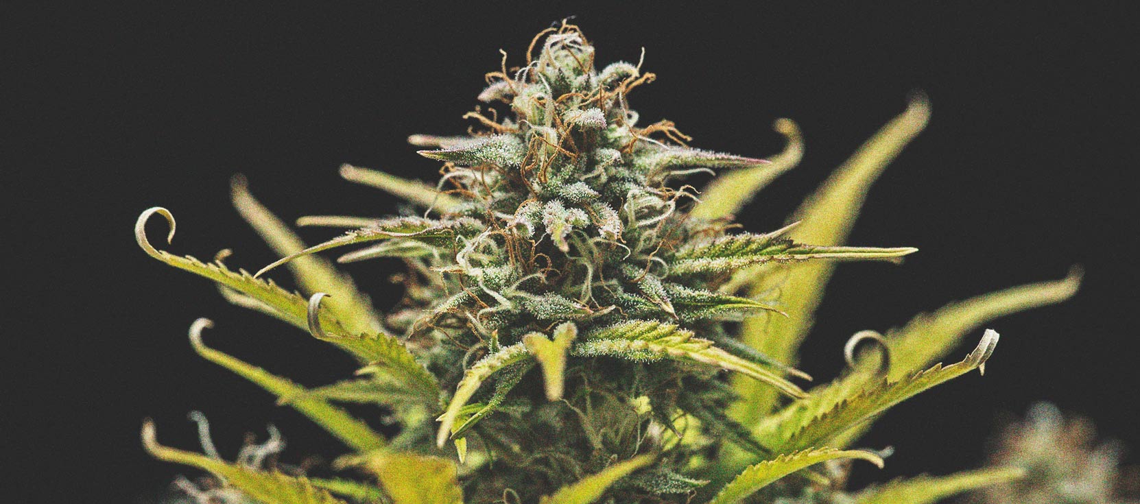 How To Grow Great Weed On A Balcony Or Terrace How To Grow Great Weed On A Balcony Or Terrace