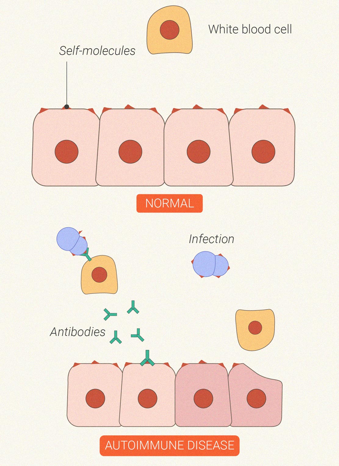 How Does Cannabis Affect the Immune System?