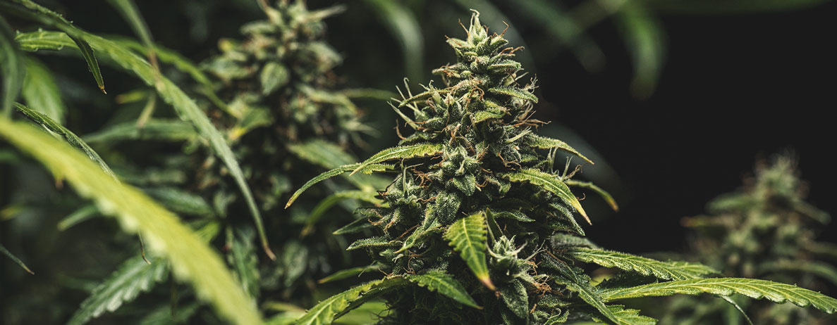 How to Tell if My Autoflower Is Ready for Harvest How to Tell if My Autoflower Is Ready for Harvest
