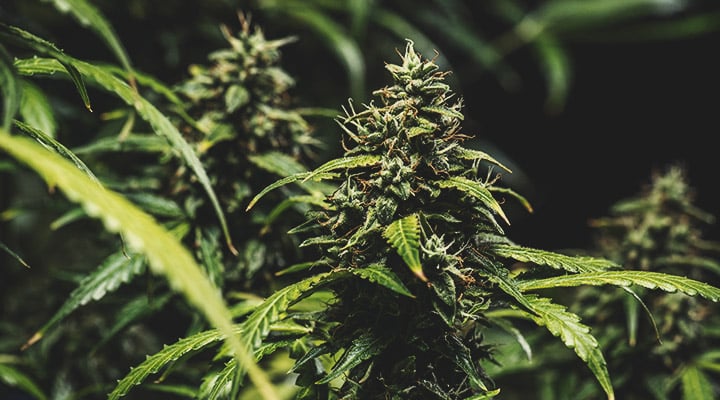 How to Tell if My Autoflower Is Ready for Harvest How to Tell if My Autoflower Is Ready for Harvest
