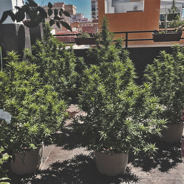 How To Grow Great Weed On A Balcony Or Terrace