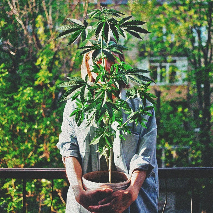 The Basics of Cannabis Outdoor Growing (Part 3)