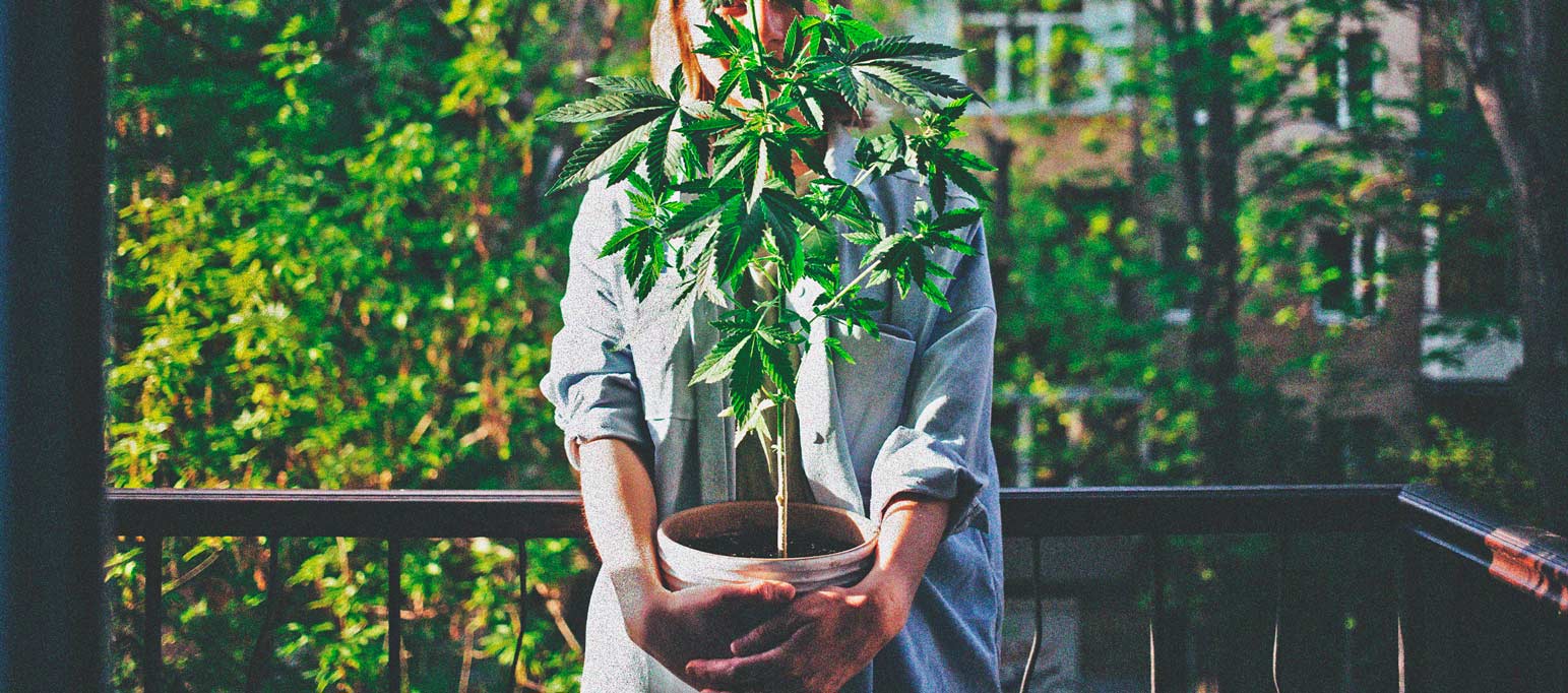 The Basics of Cannabis Outdoor Growing (Part 3)