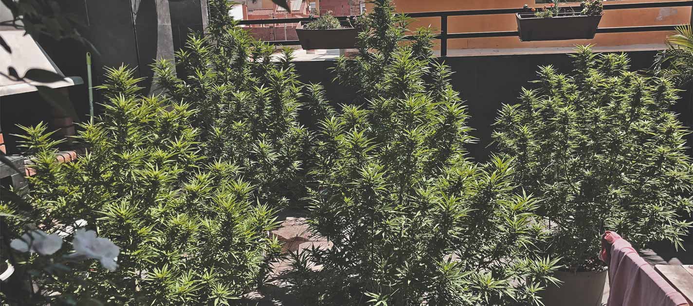 How To Grow Great Weed On A Balcony Or Terrace