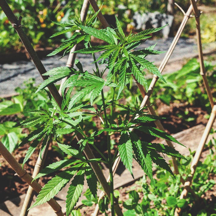 Best Ways To Support Large Cannabis Buds Indoors and Outdoors Best Ways To Support Large Cannabis Buds Indoors and Outdoors