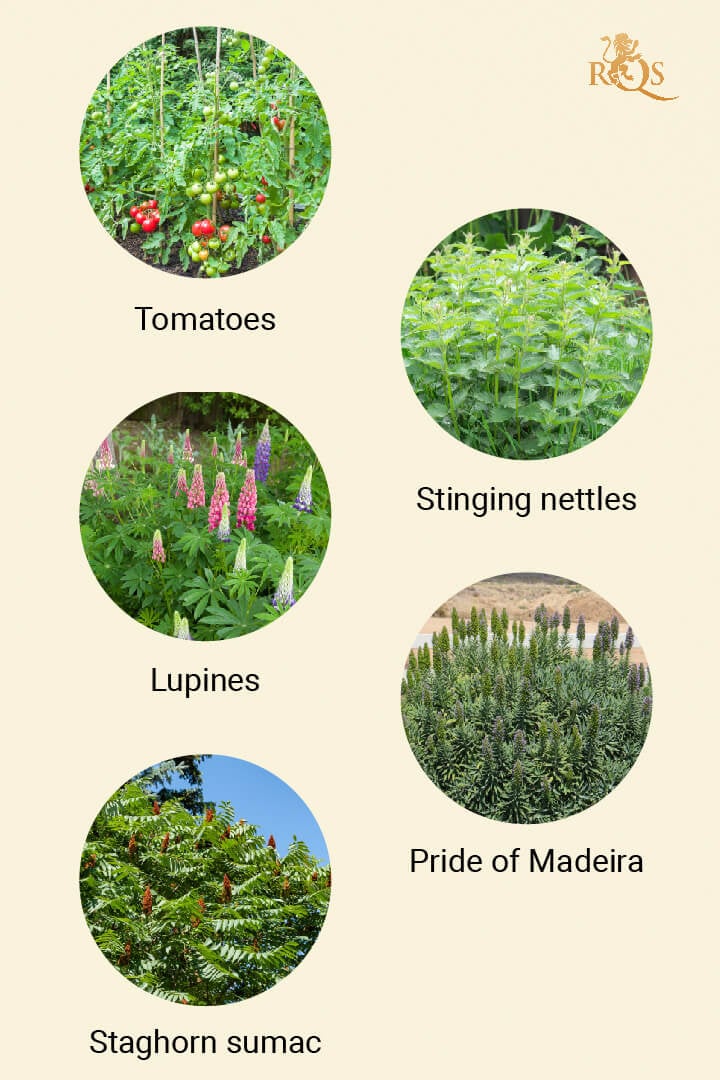 Companion plants for Cannabis