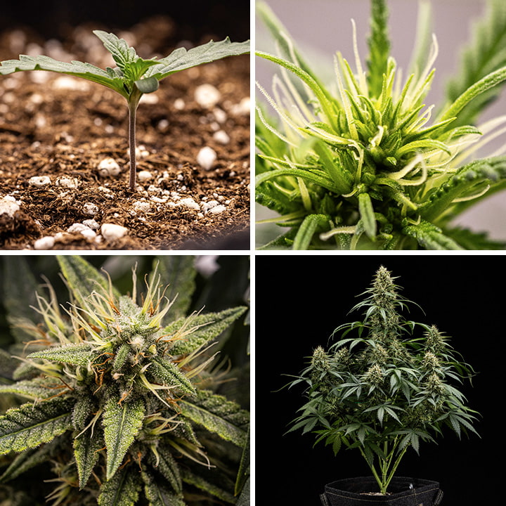 Purple Lemonade Auto: From Seedling to Flower Four close-up images illustrating the growth stages of a Purple Lemonade Auto cannabis plant: a young seedling emerging from the soil, the early development of pistils indicating the beginning of flowering, a mature bud covered in trichomes and pistils, and a full, flowering plant in a grow tent.