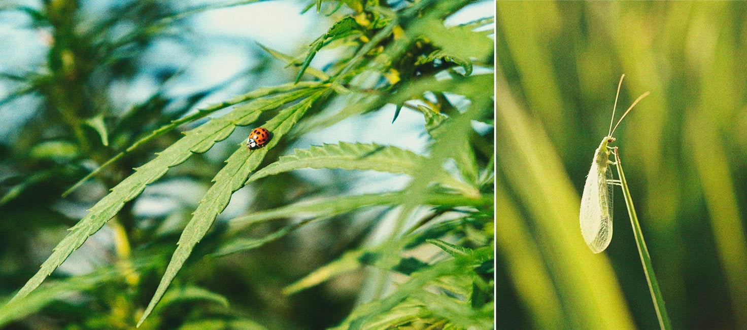 Cannabis And Whitefly: How To Control And Prevent Them 