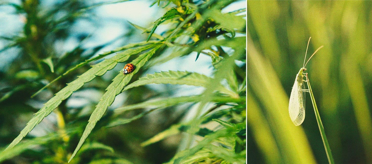 Cannabis And Whitefly: How To Control And Prevent Them Cannabis And Whitefly: How To Control And Prevent Them