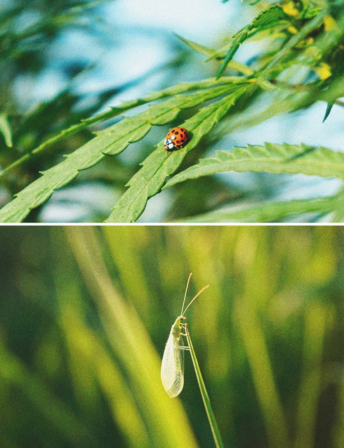 Cannabis And Whitefly: How To Control And Prevent Them 