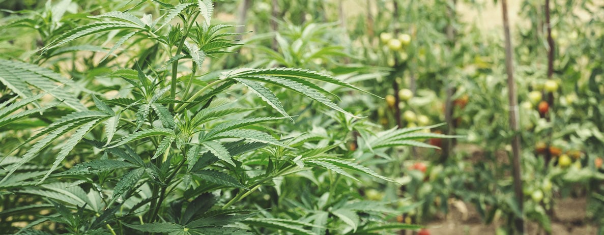How To Start A Regenerative Cannabis Garden