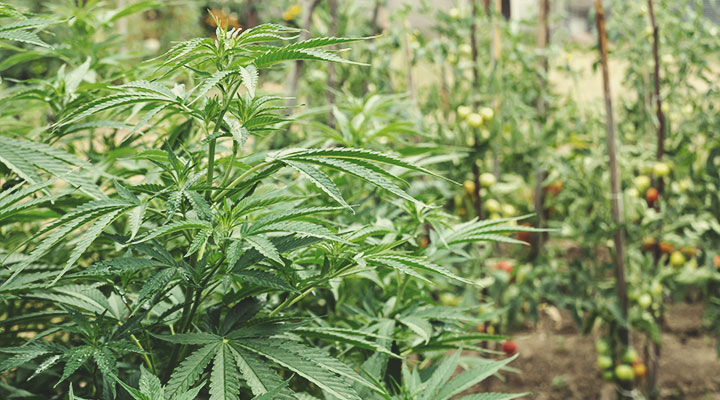 How To Start A Regenerative Cannabis Garden