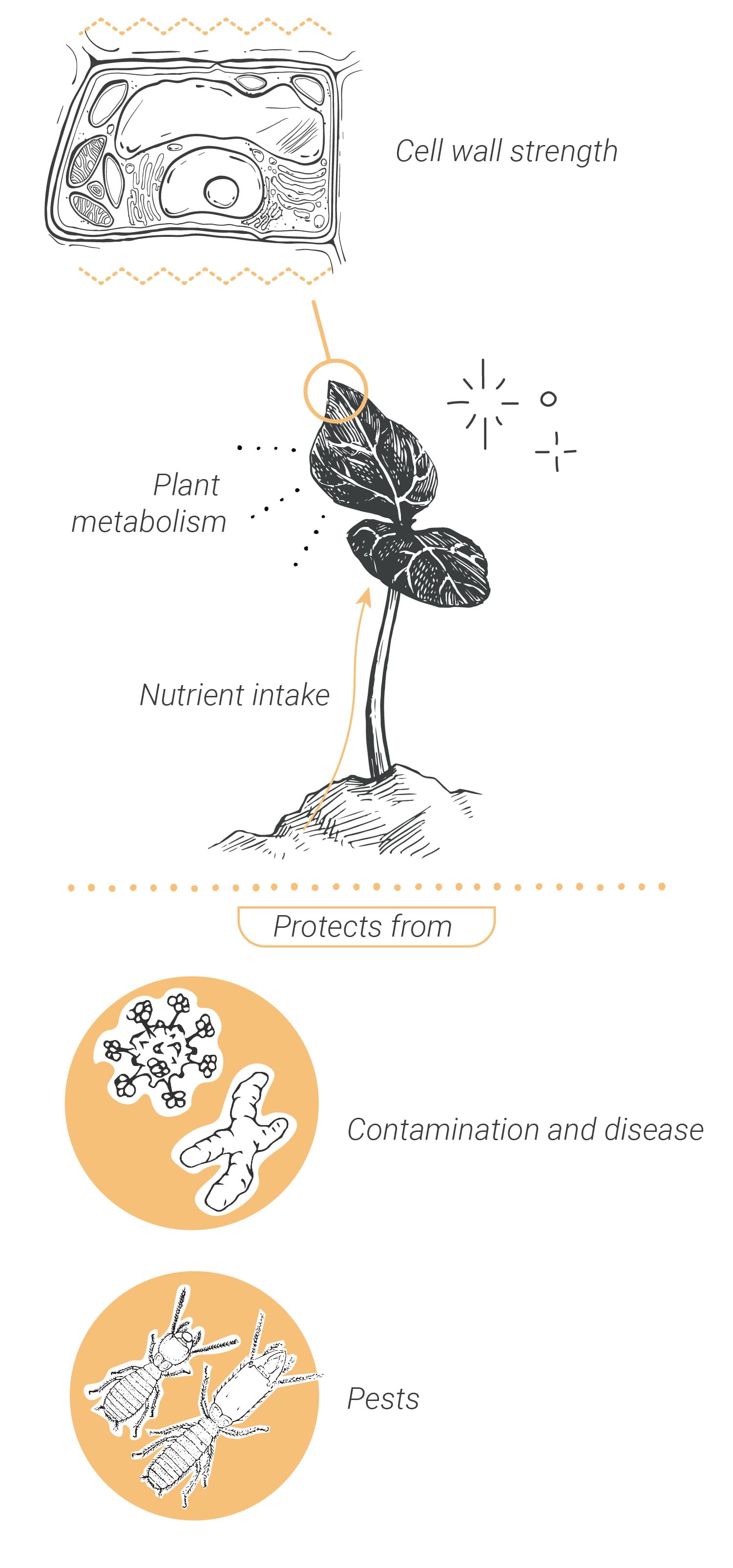 How To Use Silica To Grow Healthier Cannabis Plants